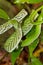 Green Vine Snake,Sinharaja National Park Rain Forest, Sri Lanka