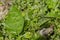 Green Vine Spinach Leaf, Blossoms and Fruits