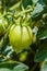 Green vine tomatoes organic gardening closeup plant