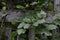 Green Vine Tree on the Rustic Wood Fence