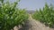 Green vinegrape growing on sunny day outdoors with blurred Cyprus mountain hill at background. Rows of cultivated plants
