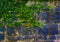 Green Vines Along Stone Wall