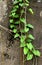 Green Vines Leafs on the Wall