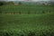 Green vines and road in a vineyard near Estremoz