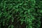 Green vines wall background