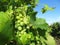 Green vineyard, bunches of white grapes growing in summer