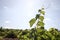 Green vineyard in castilla la mancha