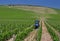 Green vineyard farming