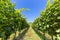 Green vineyard and grape lines under blue sky