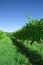 Green vineyard II