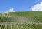 Green vineyard in the Rheingau