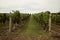 Green Vineyard - scenery, landscape