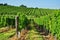 Green vineyard of south Moravia