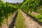 Green vineyard in summer at German Wine Route, Rhineland-Palatinate, Germany