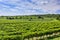 Green vineyard under blue sky