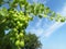 Green vineyard, vine with leaves growing on blue sky background