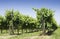 Green Vineyards