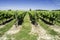 Green Vineyards