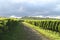 Green vineyards