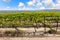 Green vineyards. Agricultural valley. Grapevine.