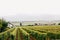 Green vineyards in France in September scenic view. A little foggy