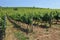 Green vineyards and grapevines against the blue sky.