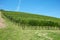 Green vineyards hill in a sunny day, blue sky