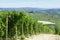 Green vineyards and Italian Langhe hills view in a sunny day