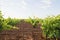 Green vineyards landscape in Castilla La Mancha, Spain