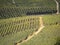 Green vineyards in Langhe Piedmont Italy