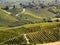 Green vineyards in Langhe Piedmont Italy