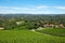 Green vineyards, Piedmont landscape in a sunny day, blue sky