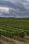 green vineyards rows
