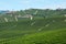Green vineyards and small buildings in a sunny day in Italy
