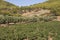 Green vineyards on summer