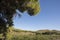 Green vineyards on summer