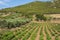 Green vineyards on summer