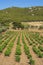 Green vineyards on summer