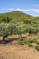 Green vineyards on summer