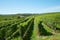 Green vineyards in a sunny day, blue sky in Italy