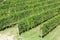 Green vineyards in a sunny summer day