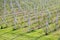 Green vineyards in Thailand, Grape farm