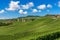 Green vineyards under blue sky with white clouds in Italy.