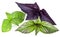 Green and violet basil leaves isolated on a white.