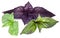 Green and violet basil leaves on a white.