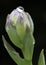 The green-violet bud of a hosta blossom with a rain drop