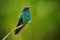 Green Violet-ear, Colibri thalassinus, Hummingbird with green leave in natural habitat, Panama