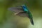 Green Violet-ear Hummingbird in Costa Rica