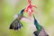 Green Violet-ear Hummingbirds  841573