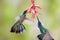 Green Violet-ear Hummingbirds 841573